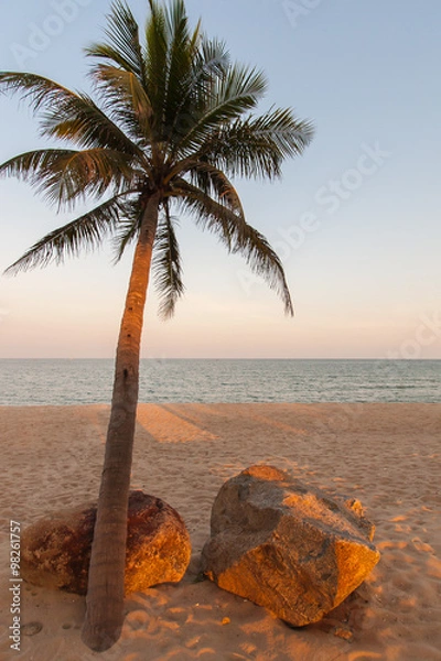 Obraz Beautiful palm tree on the beach