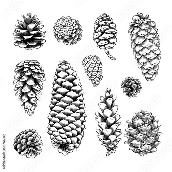 Obraz pine cones