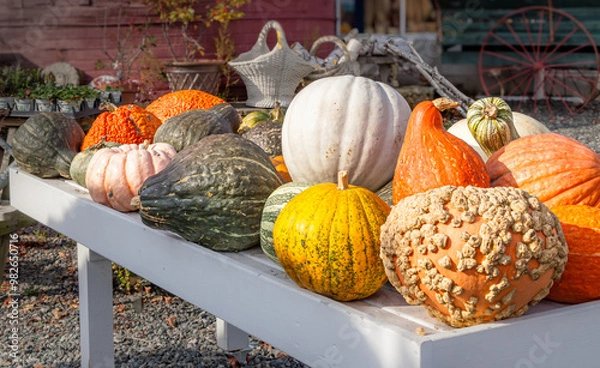 Fototapeta Pumpkins and squashes for halloween decoration on a white table