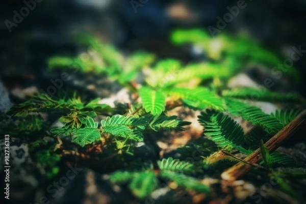 Fototapeta Mimosa pudica L reflects the sunlight that enters between the trees in the forest