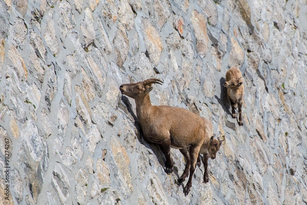 Fototapeta Stambecchi - Antrona, Cingino 