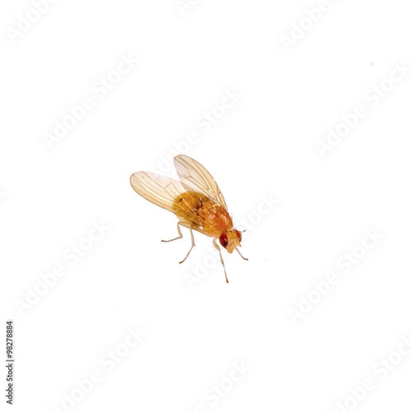 Obraz Beige fly on a white background