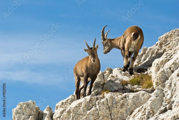 Obraz bouquetins Vercors