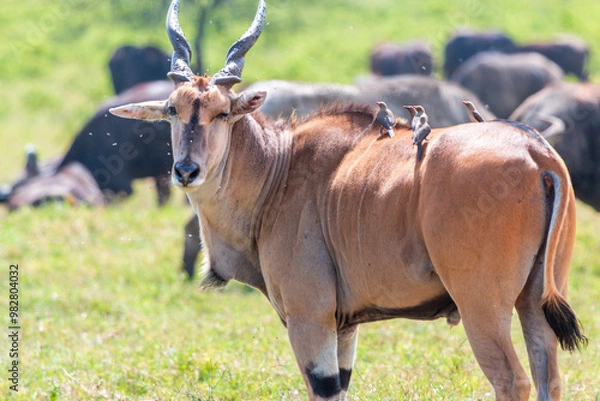 Fototapeta Eland Antelope with Multiple Red-Billed Oxpeckers on Its Back, Surrounded by African Buffalos at Lake Nakuru National Park, Kenya