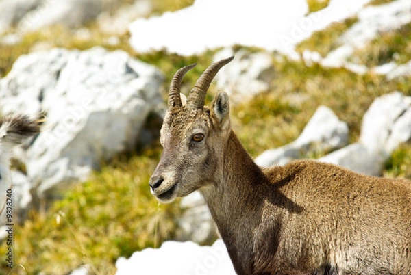 Obraz bouquetins Vercors
