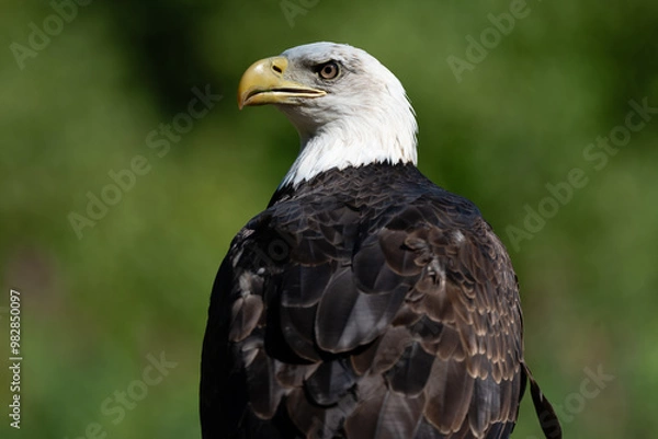 Fototapeta Side Profile of a Bald Eagle