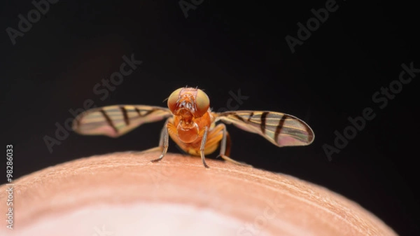 Fototapeta Hover Fly on finger