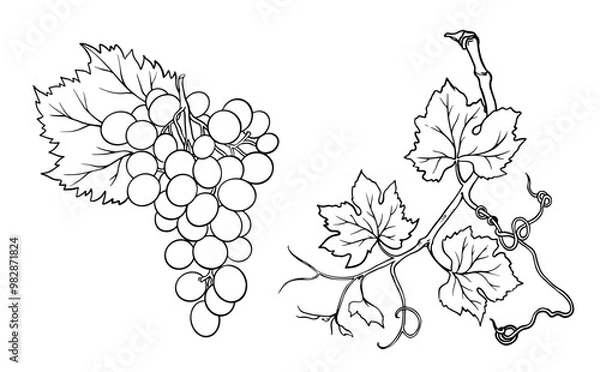 Fototapeta Vector line art bunch of grapes on white background.