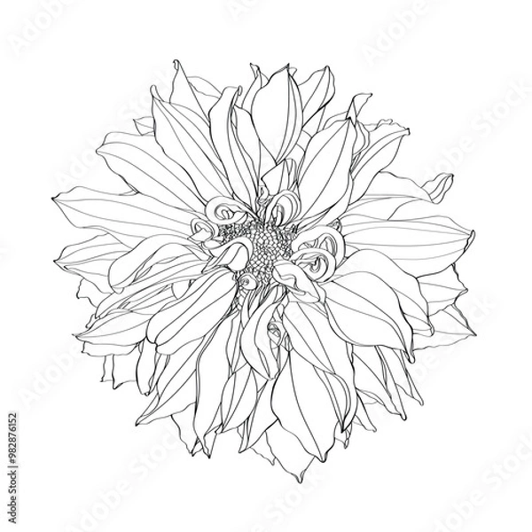 Fototapeta Sketch Floral Dahlia flower. Black and white with line art on white backgrounds. Hand Drawn Botanical Illustrations.