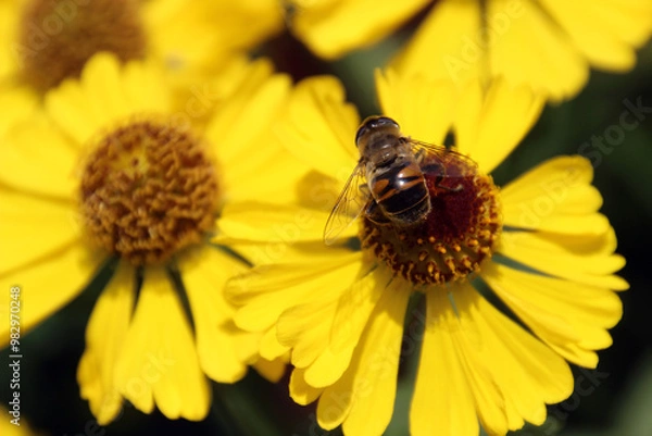 Fototapeta Yellow daisy flowers at the beach with bee. A wild bee visits the flowers. striped honey bee collects nectar and pollen from yellow flowers banner wallpaper nature background