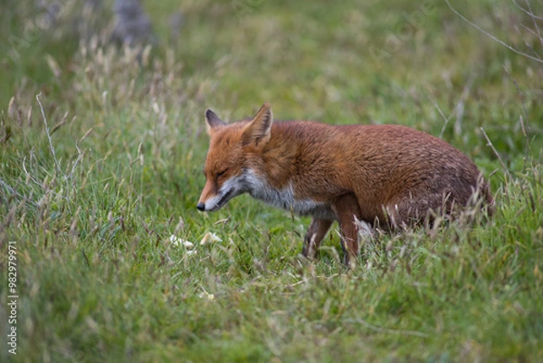 Obraz Red fox (Vulpes vulpes) is the largest of the true foxes and one of the most widely distributed members of the order Carnivora