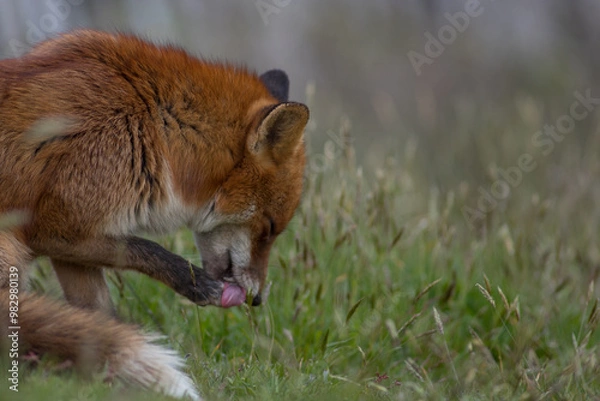 Obraz Red fox (Vulpes vulpes) is the largest of the true foxes and one of the most widely distributed members of the order Carnivora