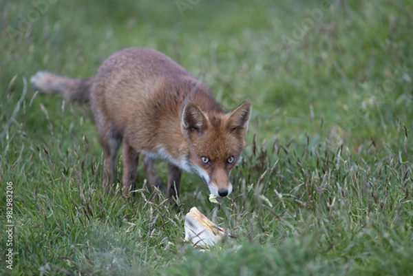 Obraz Red fox (Vulpes vulpes) is the largest of the true foxes and one of the most widely distributed members of the order Carnivora