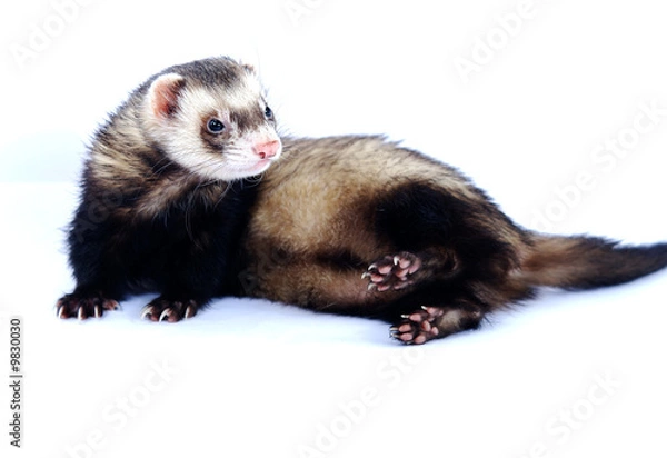 Obraz furet