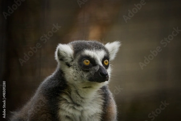 Fototapeta lemur on a tree