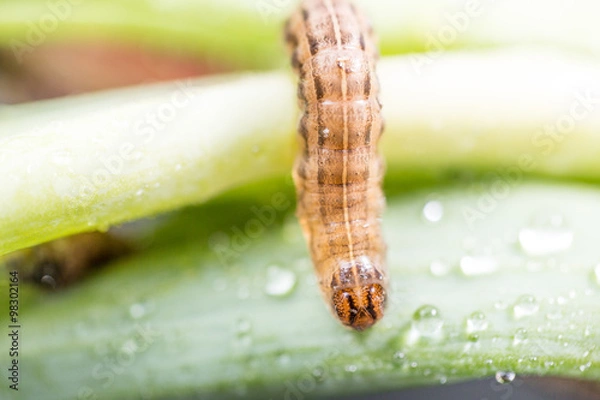 Obraz Raupe auf einem Blatt