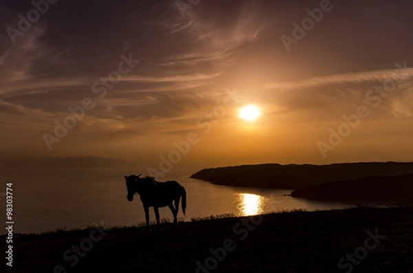 Obraz 夕日と野生馬のシルエット