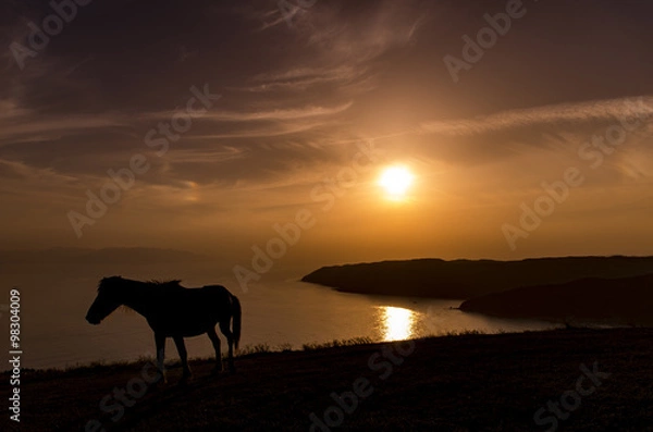 Obraz 夕日と野生馬のシルエット