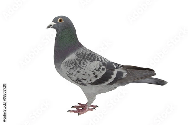 Obraz  pigeon isolated on white.