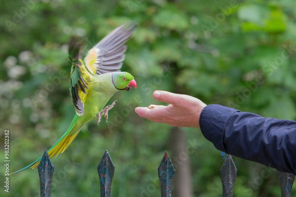 Fototapeta Ringed Necked Parakeet being fed by hand in Hyde Park London, up close.