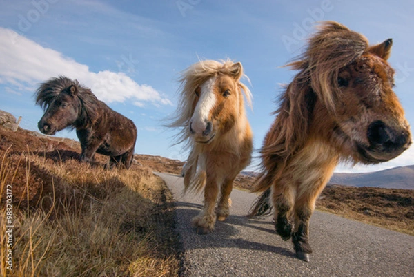 Fototapeta Adorable and cute Shetland Ponies, a world famous unique and hardy breed, outdoors on their native cliff tops of Northmavine, on a sunny day, Mainland, Shetland Islands, Scotland