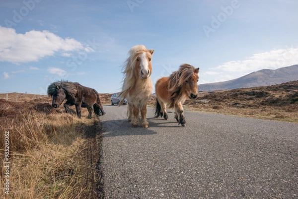 Fototapeta Adorable and cute Shetland Ponies, a world famous unique and hardy breed, outdoors on their native cliff tops of Northmavine, on a sunny day, Mainland, Shetland Islands, Scotland