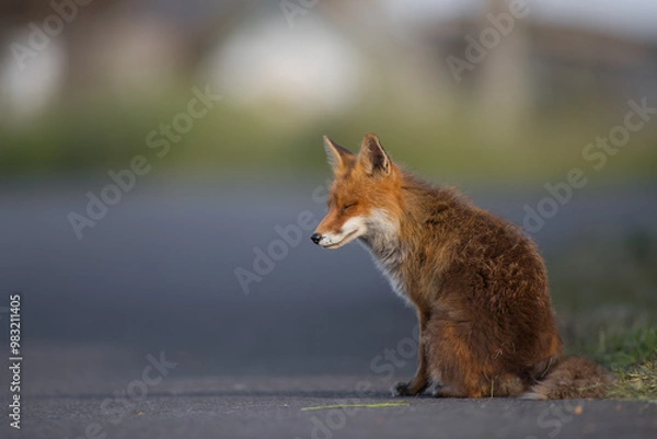 Obraz Female Cute Red Fox (Vulpes Vulpes) on a suburban road at Sunset in golden evening light.