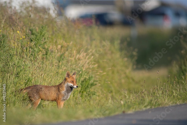 Obraz Red Fox (Vulpes Vulpes) in open meadow at sunset, golden evening light, cute adorable fox wide eyed male, with copy space.
