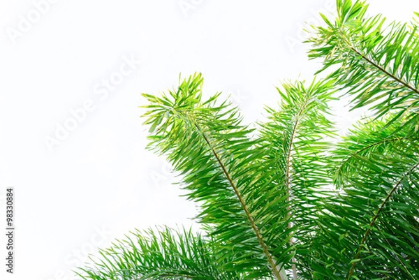 Fototapeta tree on white background