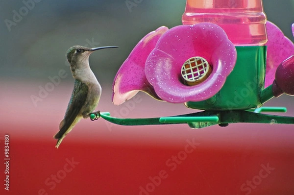 Fototapeta A hummingbird sitting on the bird feeder