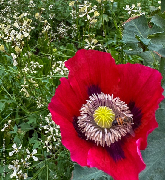 Obraz Bee pollinating a Poppy Flower