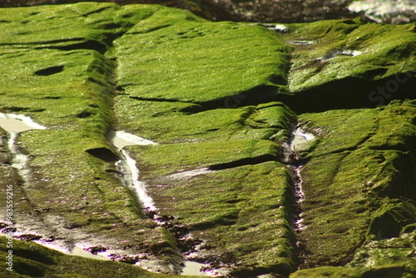 Fototapeta moss on tree