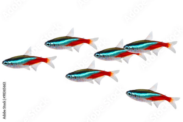 Fototapeta Roj z neonem Tetra Paracheirodon Innesi Freshwater Fish Izolowane