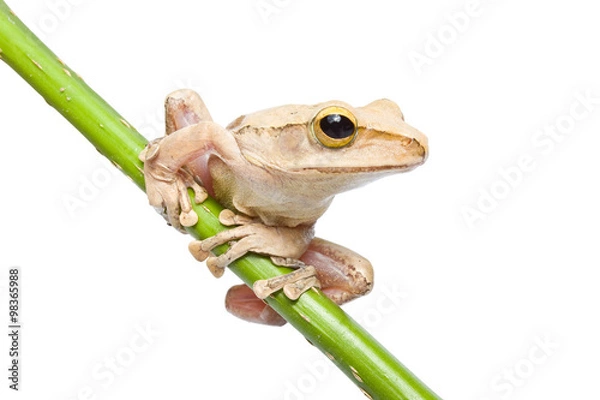 Obraz Tree frog on papyrus tree