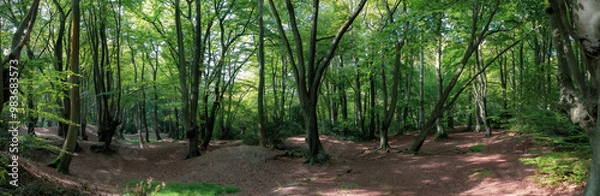 Obraz Epping Forest