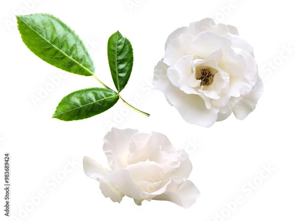 Obraz 白いモッコウバラと葉