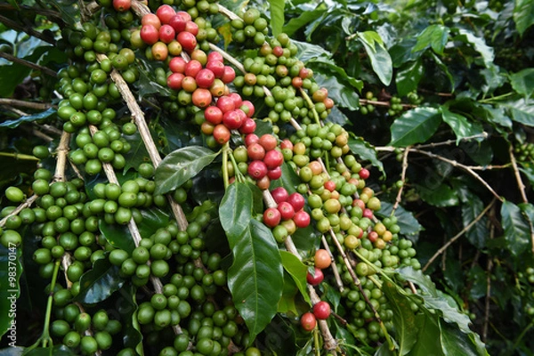 Obraz Coffee beans ripening on a tree.