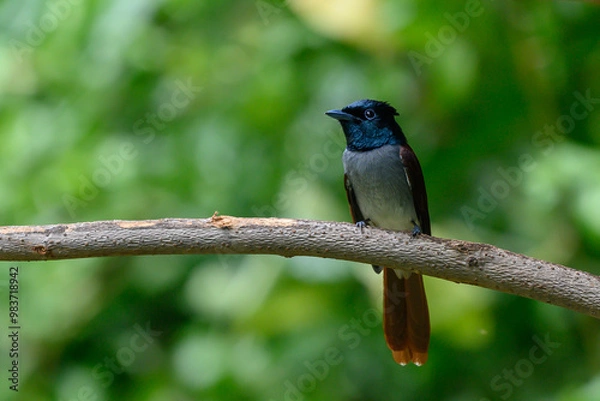 Obraz Asian Paradise-Flycatcher