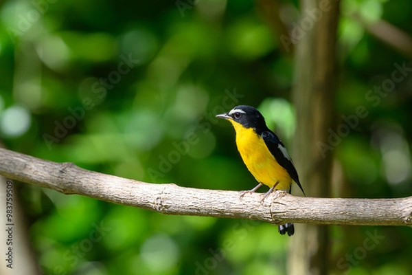 Obraz Yellow-rumped Flycatcher