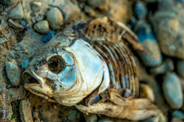 Fototapeta fish carcass