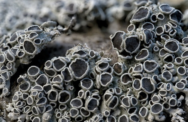 Obraz Lichen