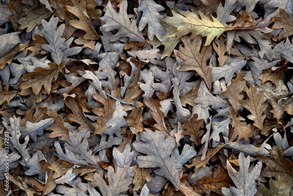 Obraz Oak Leaves in Fall