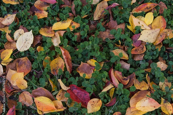 Obraz 落ち葉とクローバー