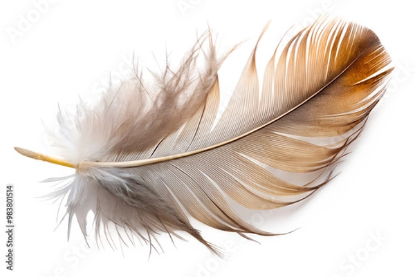 Obraz Single brown feather isolated on transparent background