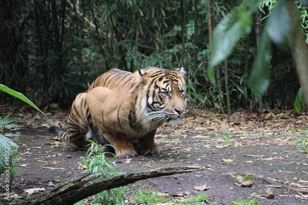 Obraz pouncing tiger