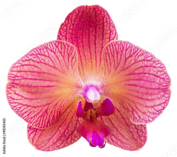 Obraz Pink streaked orchid flower, isolated