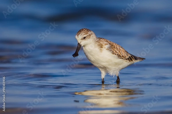 Obraz Spoon-billed sandpiper (Calidris pygmaea) who Critically Endangered s