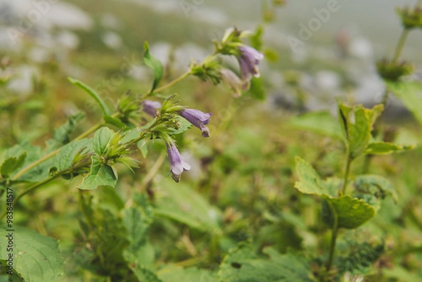 Fototapeta 高山植物／ミソガワソウ（Nepeta subsessilis）／紫色のシソ科の花【千畳敷カール】日本長野県・9月