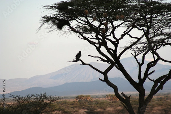 Fototapeta eagle owl silhouette