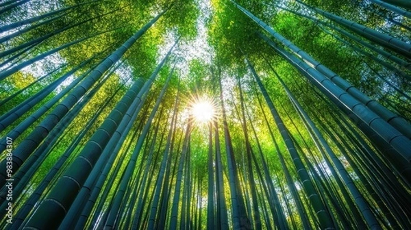 Fototapeta Sunlight Filtering Through a Dense Bamboo Forest